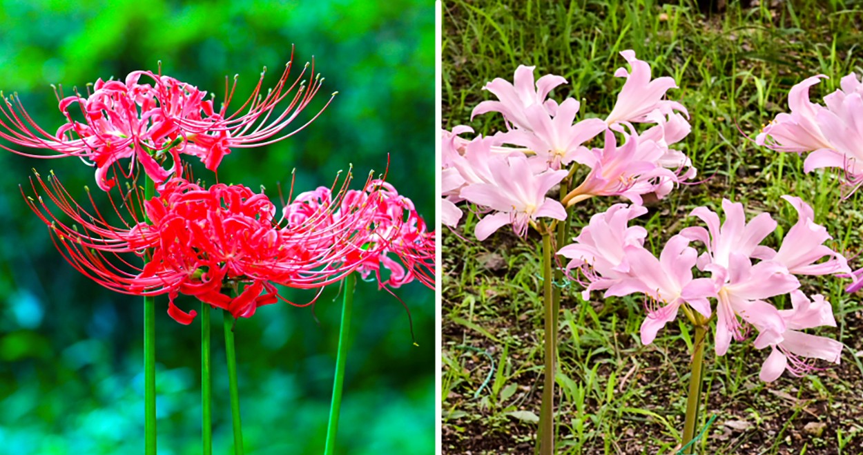 상사화(相思花) 꽃축제는 없다.